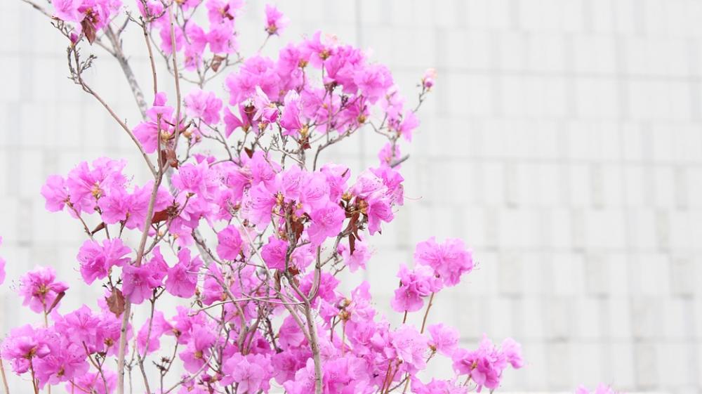 Azalea Pink Nature Azalea Pink Nature