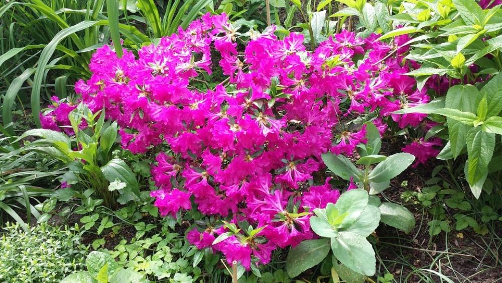 Azalea Flowers Shrubs Azalea Flowers Shrubs