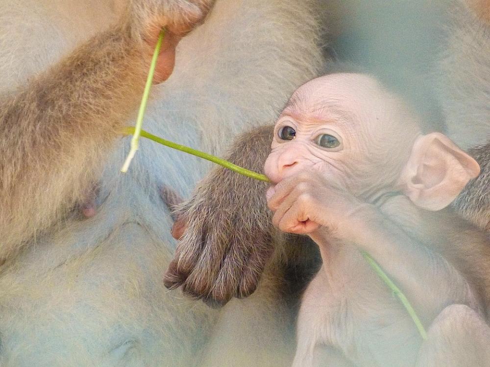 Baby Monkey Love Baby Monkey Love