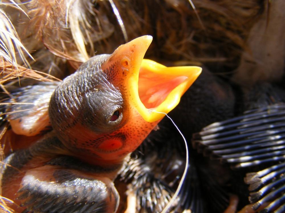 Baby Bird Feathers Little Nest Birds Baby Bird Feathers Little Nest Birds