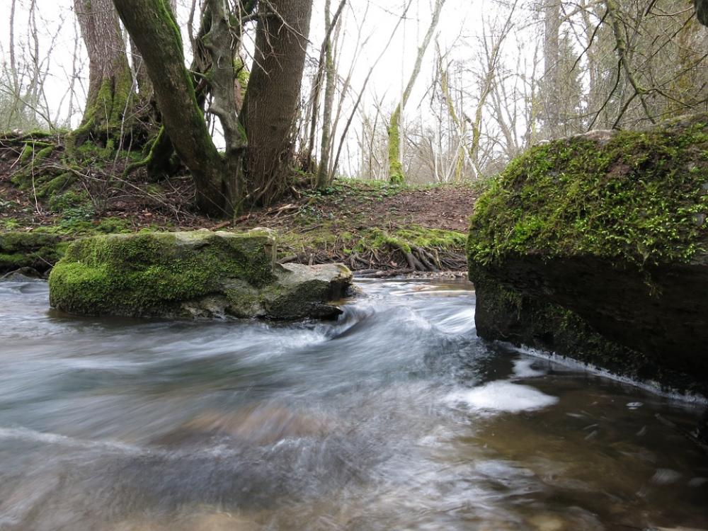 Bach Moss Water Forest Bach Moss Water Forest