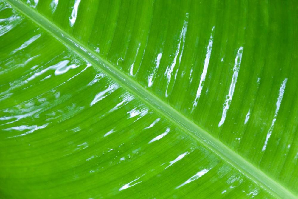 Background Detail Dew Drop Flora Foliage Fresh Background Detail Dew Drop Flora Foliage Fresh