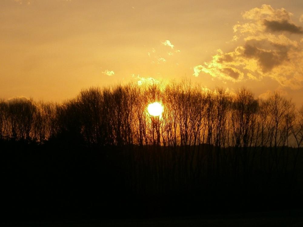 Background Evening Sunset Forest Background Evening Sunset Forest