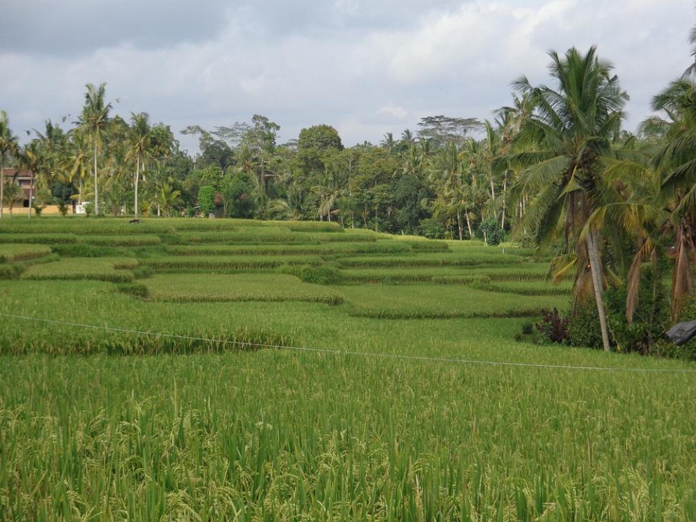 Bali Ubud Ricefields Bali Ubud Ricefields