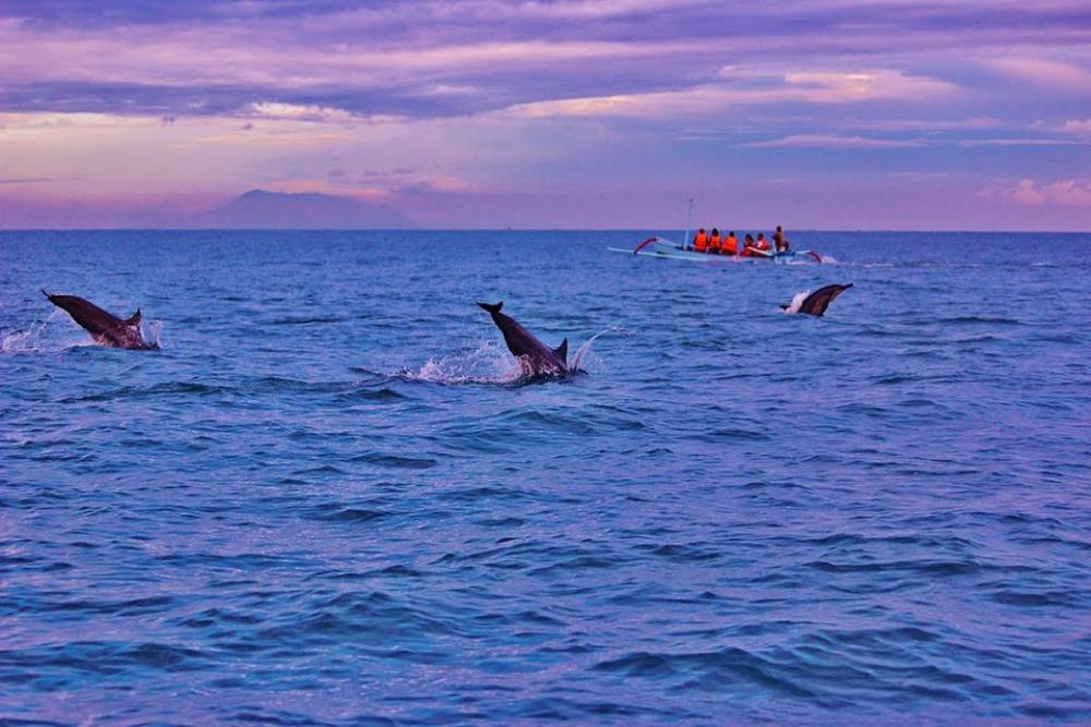 Bali Dolphins Sunrise Lovina Indonesia Ocean Bali Dolphins Sunrise Lovina Indonesia Ocean