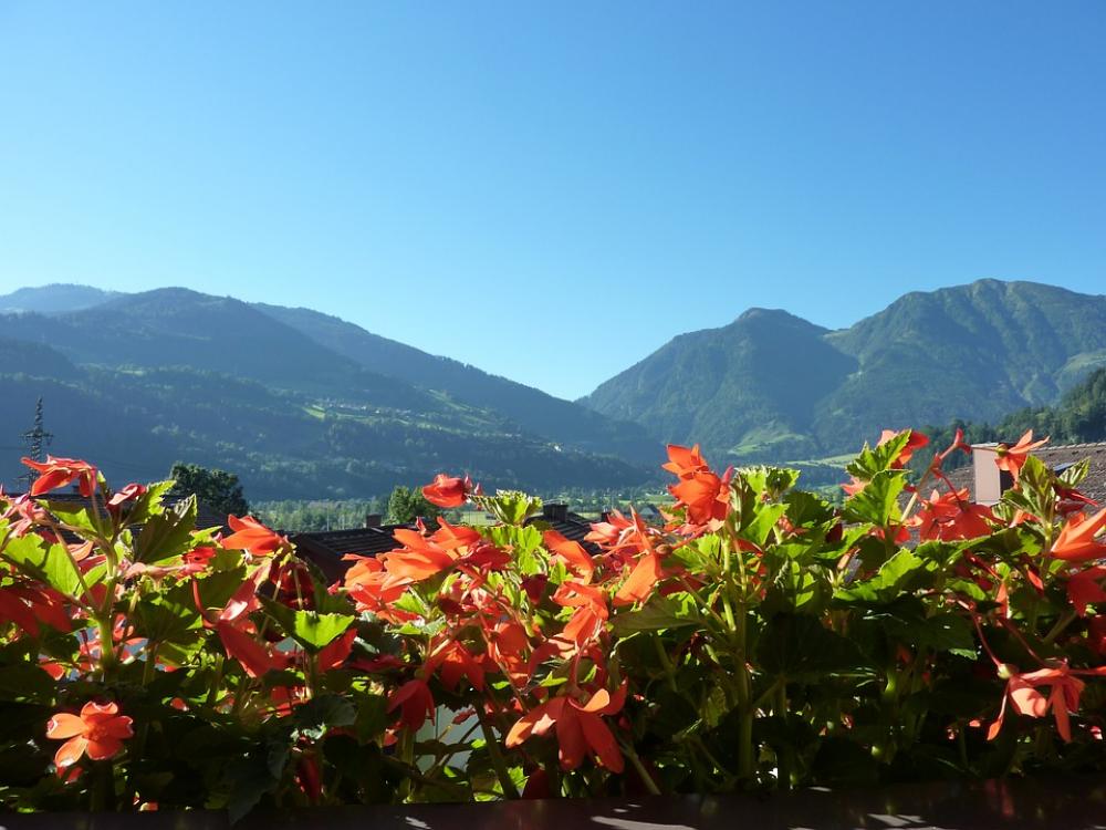 Balkonblumen Flowers Balcony Plant View Panorama Balkonblumen Flowers Balcony Plant View Panorama