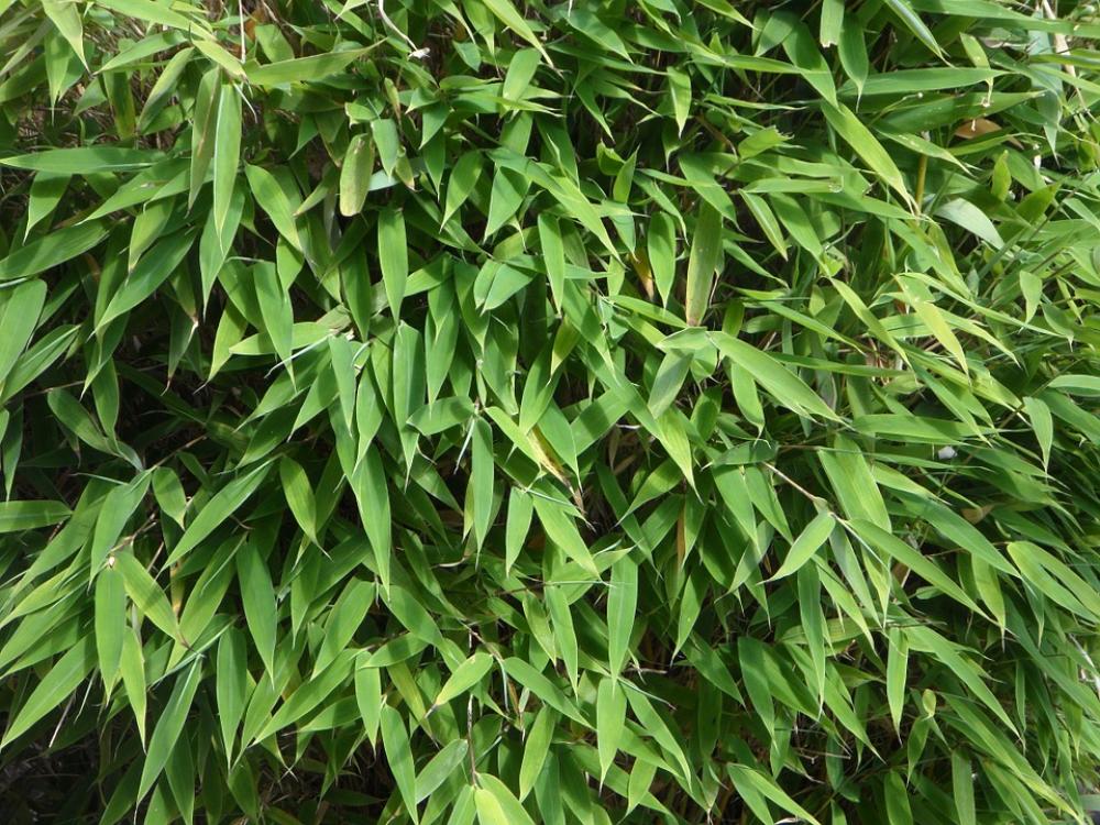 Bamboo Background Leaves Green Green Leaves Bush Bamboo Background Leaves Green Green Leaves Bush