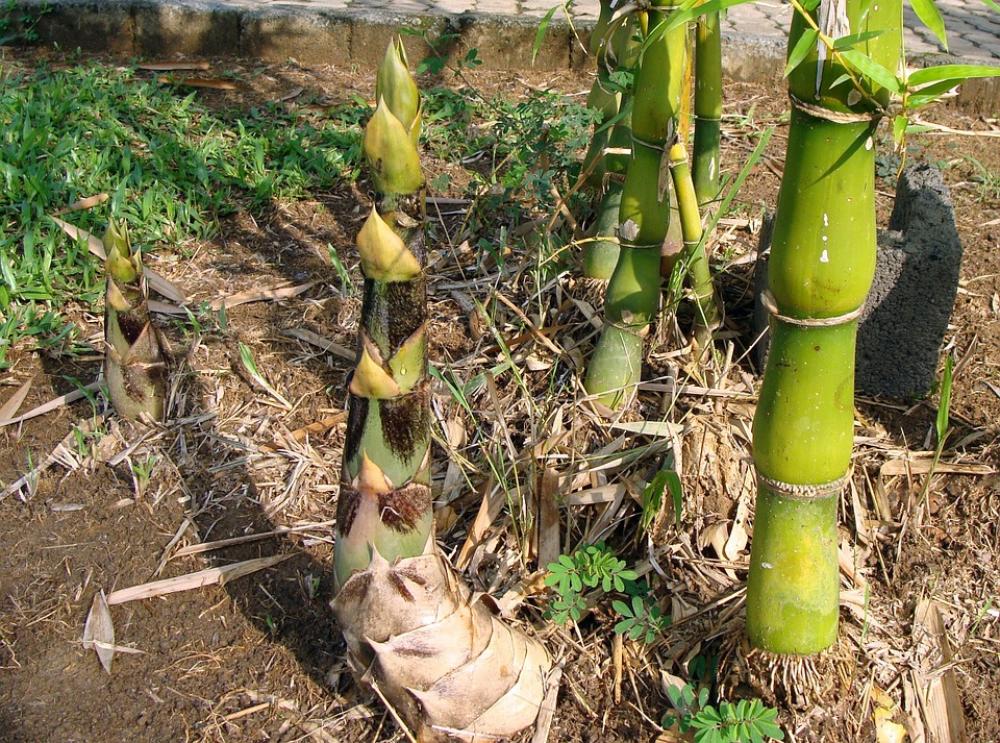 Bamboo Knotty Bambusa Vulgaris Giant Buddha'S Belly Bamboo Knotty Bambusa Vulgaris Giant Buddha'S Belly