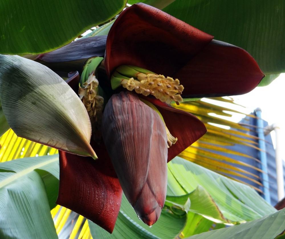 Banana Blossom Banana Tree Banana Flowers Fruits Banana Blossom Banana Tree Banana Flowers Fruits