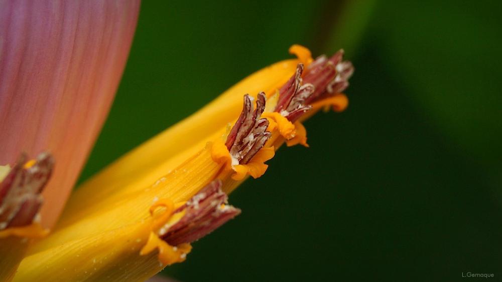 Banana Tree Flower Banana Flower Banana Tree Flower Banana Flower