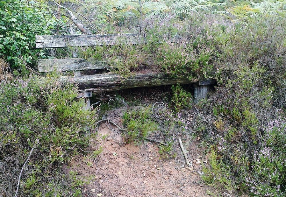 Bank Overgrown Make The Most Of Heide Heather Bank Overgrown Make The Most Of Heide Heather