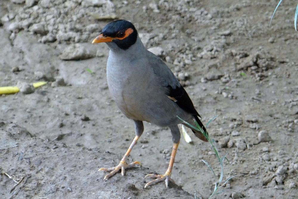 Bank Myna Passerine Acridotheres Ginginianus Myna Bank Myna Passerine Acridotheres Ginginianus Myna