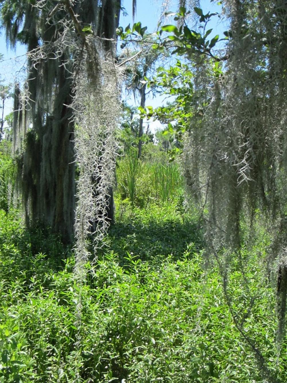 Barataria Swamp Louisiana Water Moss Landscape Barataria Swamp Louisiana Water Moss Landscape