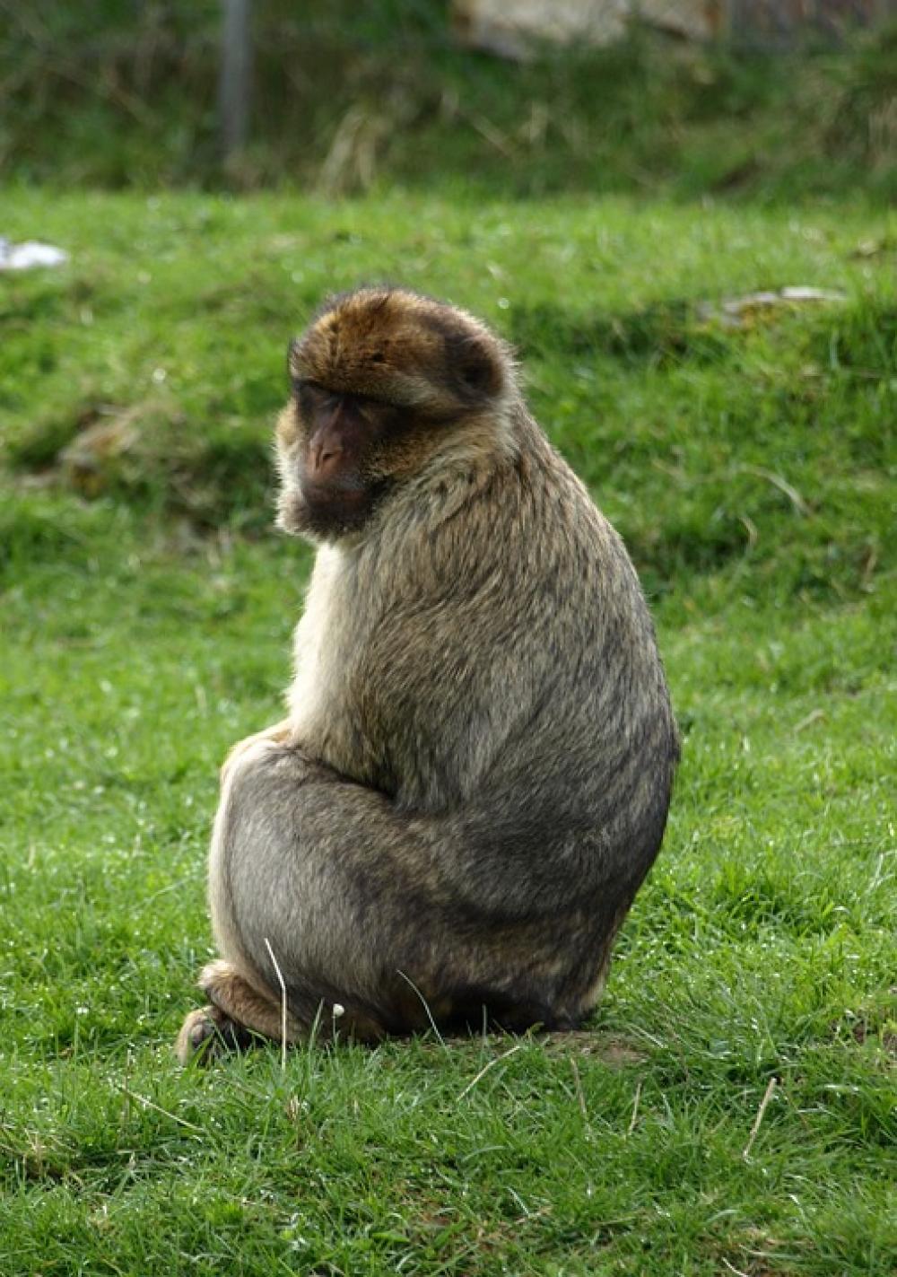 Barbary Ape Monkey Animals Monkey Portrait Barbary Ape Monkey Animals Monkey Portrait