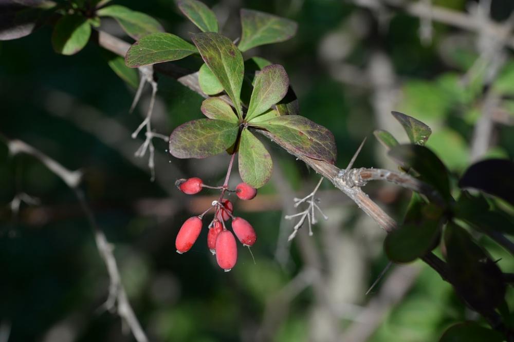 Barberry Berberis Plant Red Fruits Nature Barberry Berberis Plant Red Fruits Nature
