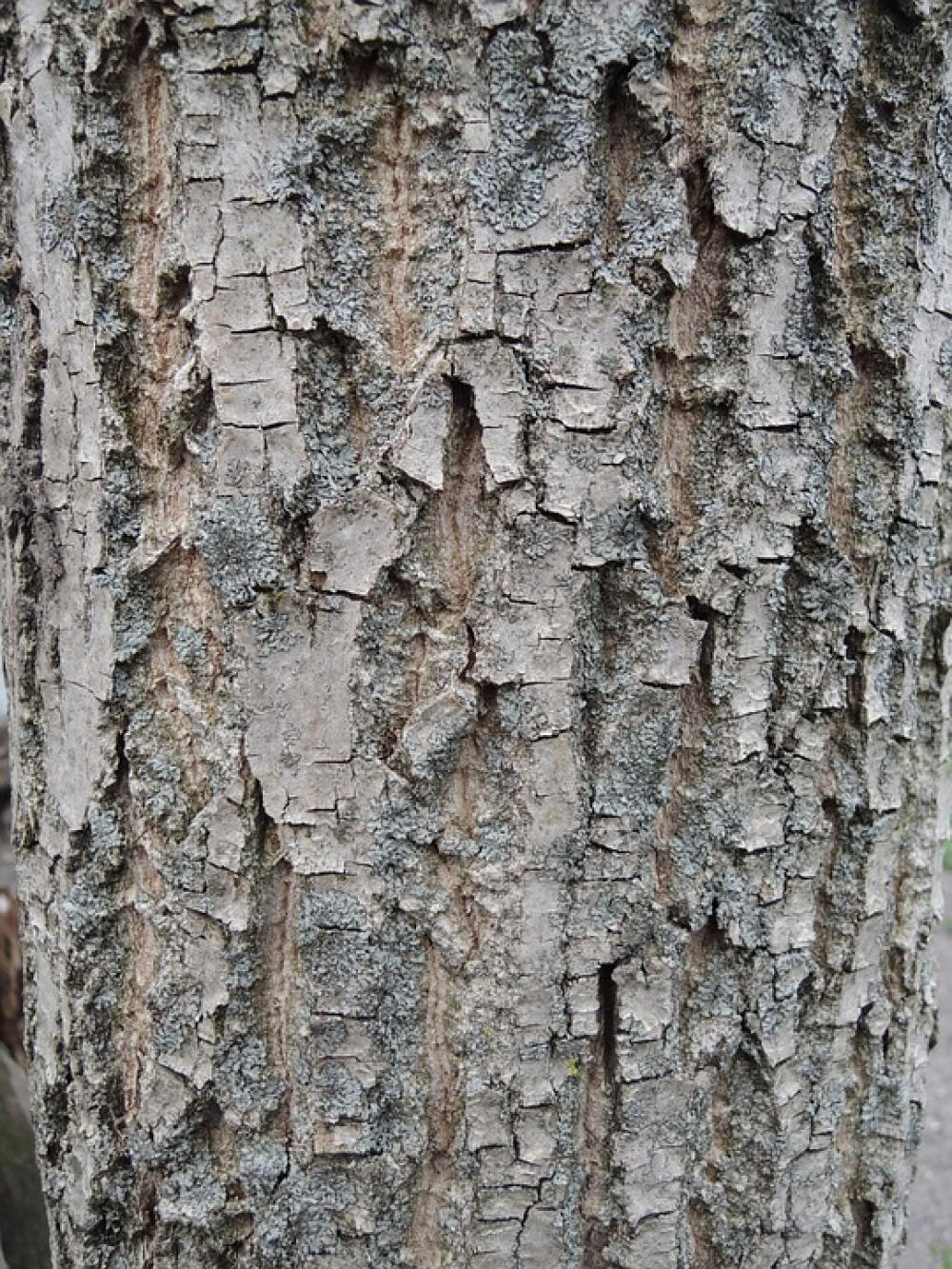 Bark Tree Nature Bark Tree Nature