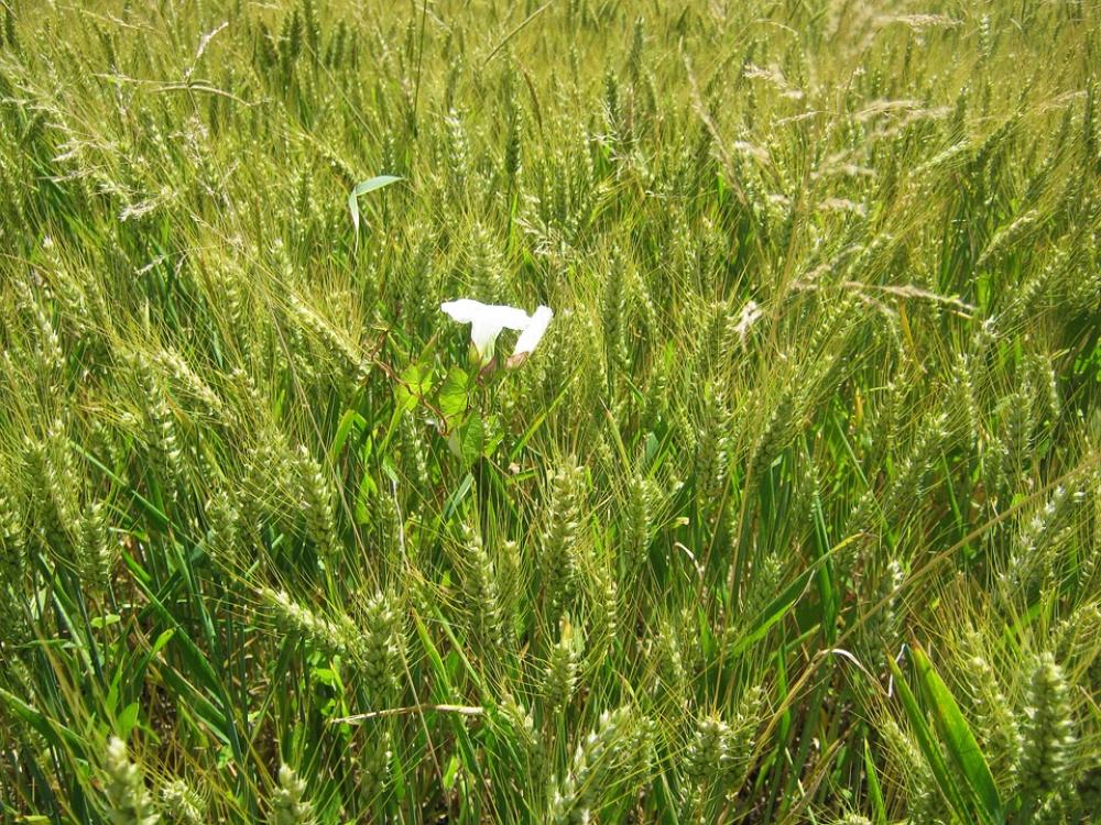 Barley Field Vetch Barley Field White Green Barley Field Vetch Barley Field White Green