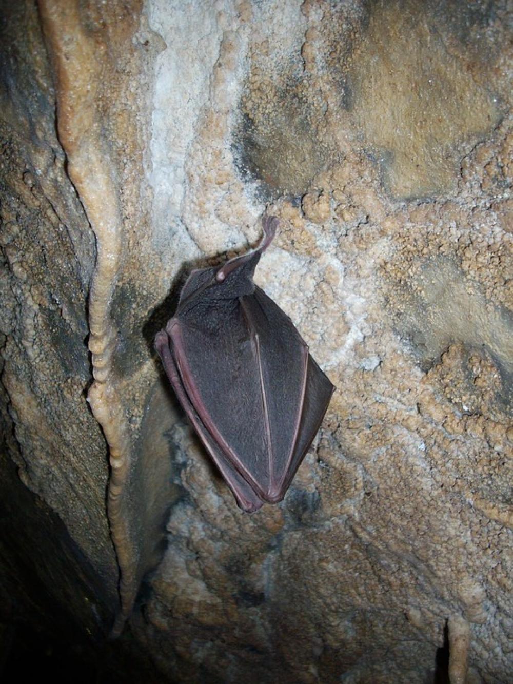 Bat Hibernation Cave Cave Formations Stalactites Bat Hibernation Cave Cave Formations Stalactites
