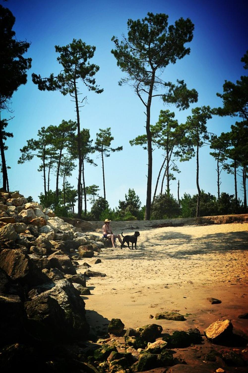 Beach Oléron Nature Tree Sand Leaves Landscape Beach Oléron Nature Tree Sand Leaves Landscape