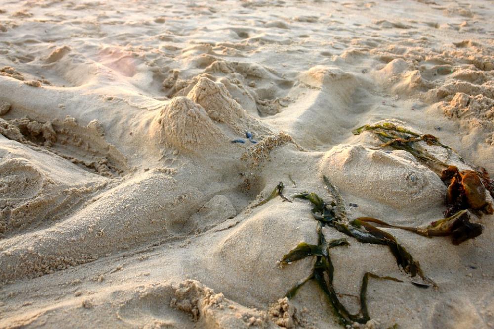 Beach Sand Sand Sculpture Sculpture Sand Beach Beach Sand Sand Sculpture Sculpture Sand Beach