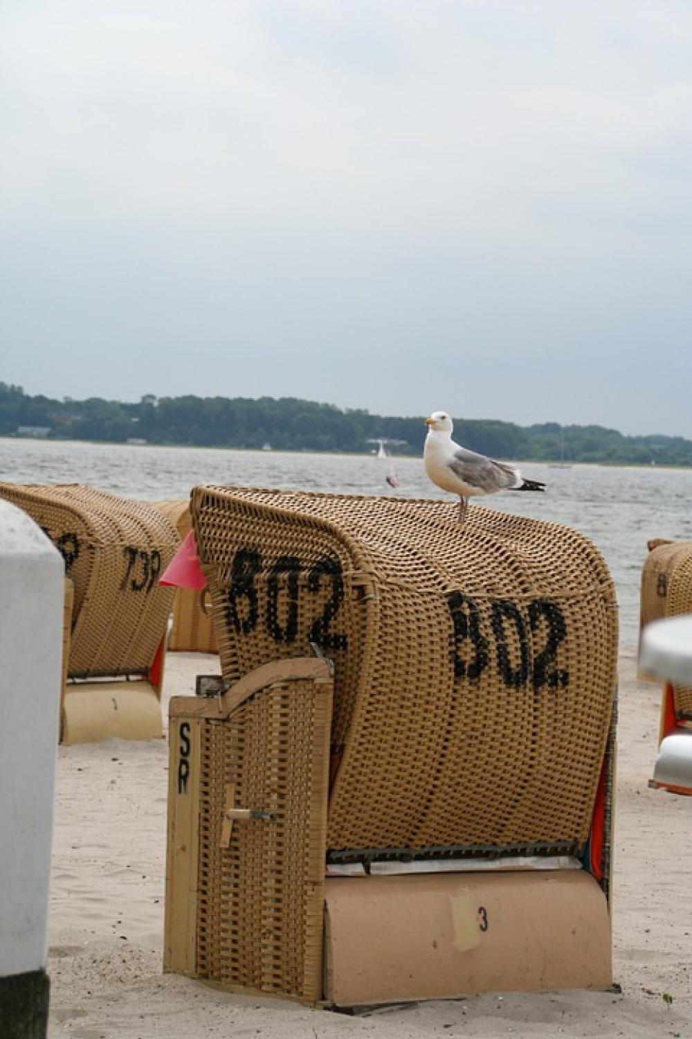 Beach Chair Beach Vacations Seagull Beach Chair Beach Vacations Seagull