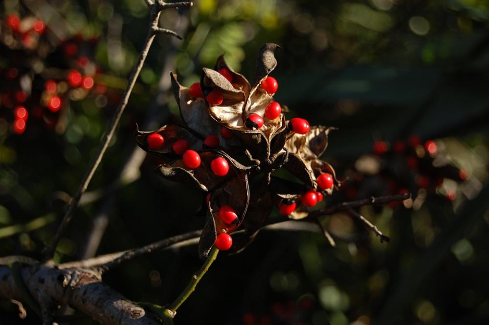 Beads Red Black Seeds Abrus Precatorius Weed Beads Red Black Seeds Abrus Precatorius Weed