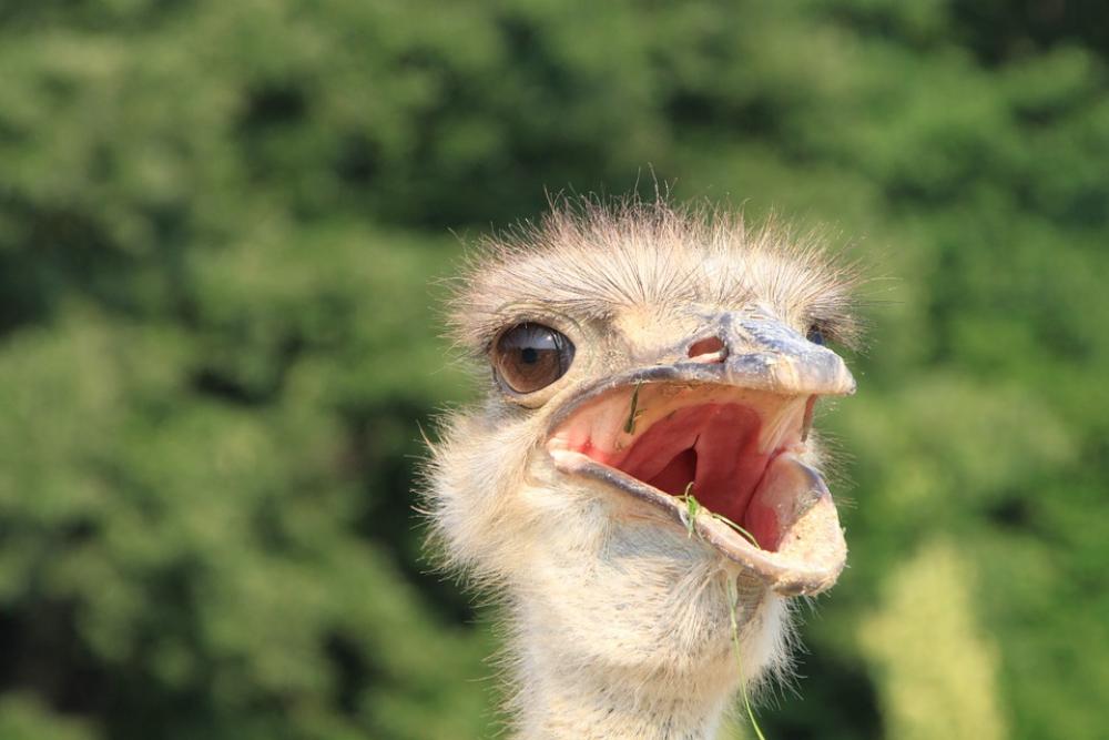 Beak Close-Up Eyes Head Ostrich Warming Birds Beak Close-Up Eyes Head Ostrich Warming Birds