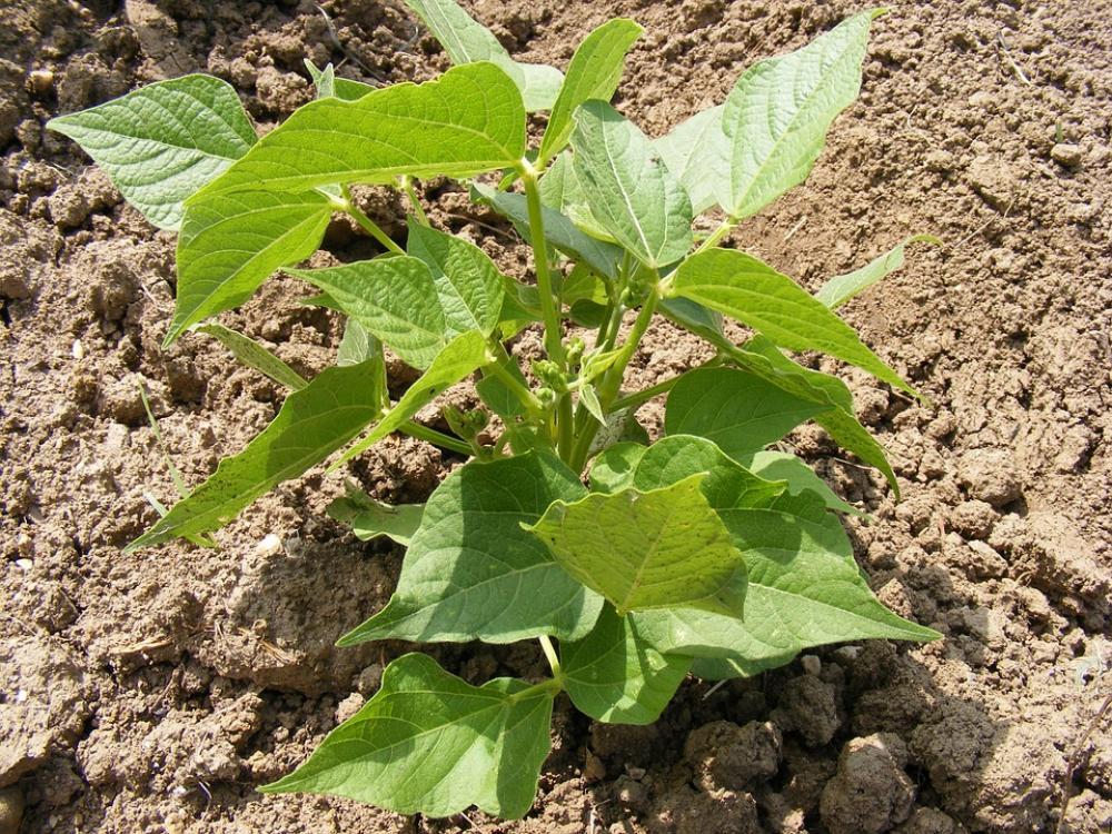 Bean Bush Fabaceae Green Leaves Leguminosae Plant Bean Bush Fabaceae Green Leaves Leguminosae Plant