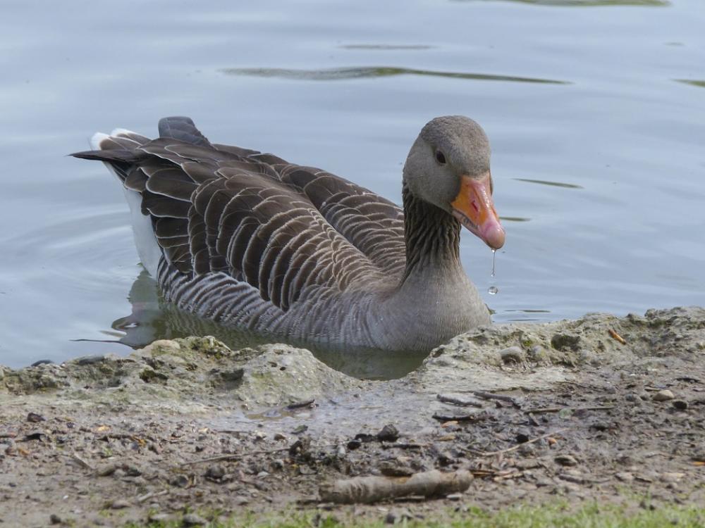 Bean Goose Feathered Animal Water Bird Bird Nature Bean Goose Feathered Animal Water Bird Bird Nature