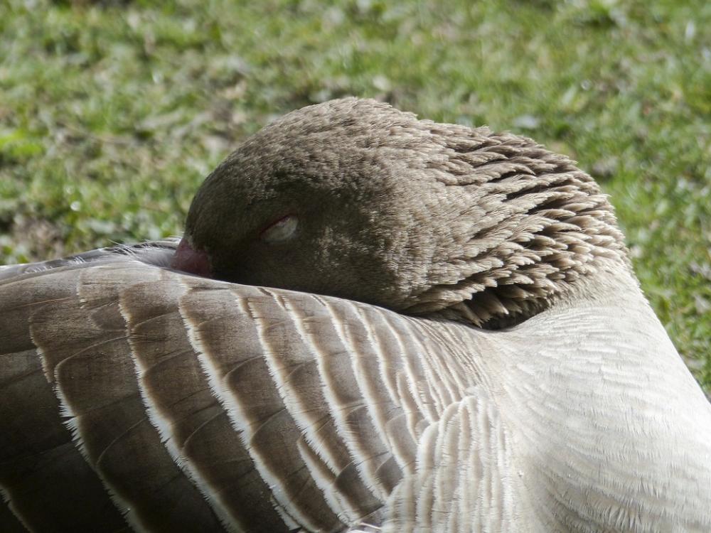 Bean Goose Sleeping Feathered Animal Water Bird Bean Goose Sleeping Feathered Animal Water Bird