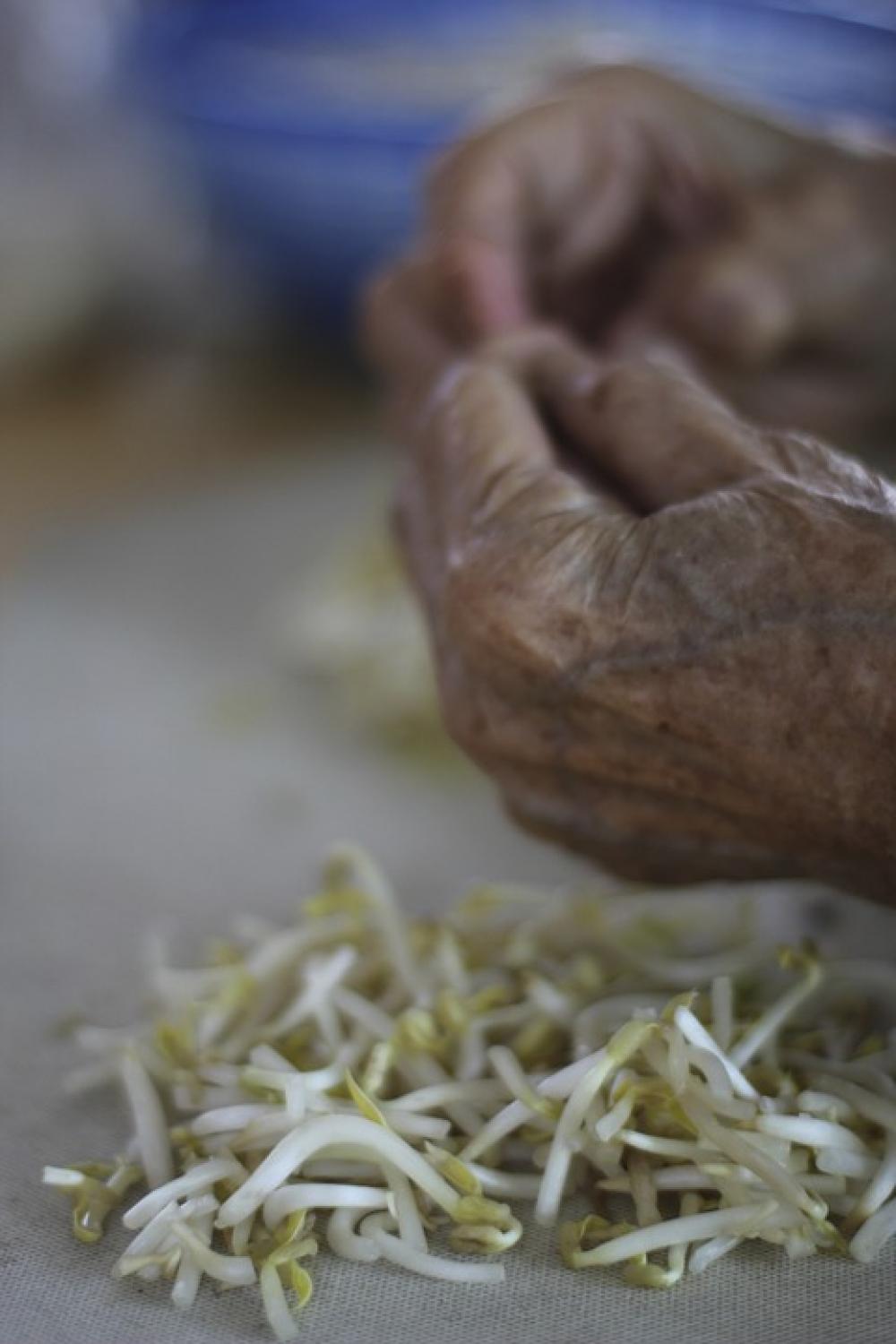 Bean Shoots Hands Malaysia Bean Shoots Hands Malaysia