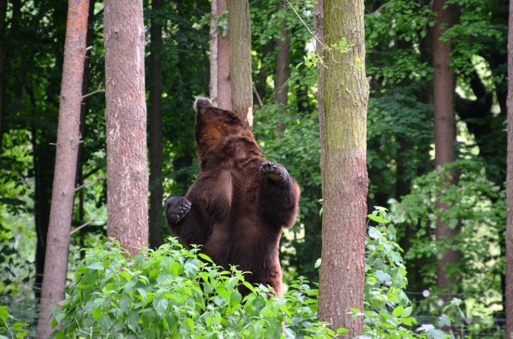 Bear Forest Eco-Park Güstrow Bear Forest Eco-Park Güstrow