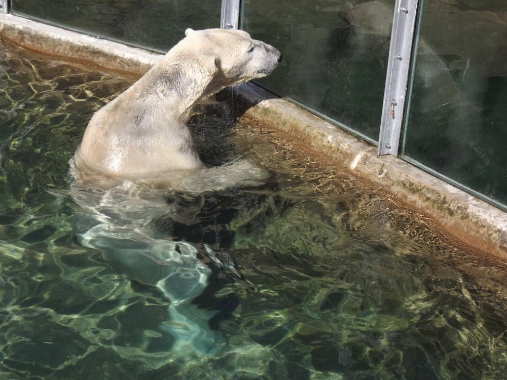 Bear Polar Bear Fur Furry Water Wet Nature Bear Polar Bear Fur Furry Water Wet Nature