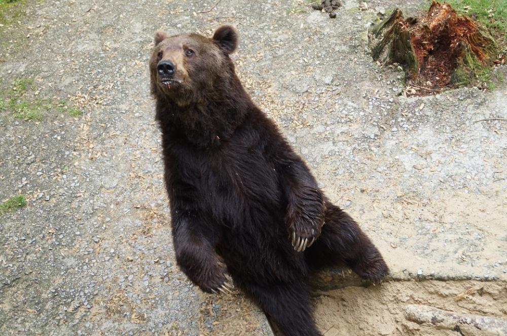 Bear Wild Animal Predator Brown Bear Animal Bear Wild Animal Predator Brown Bear Animal