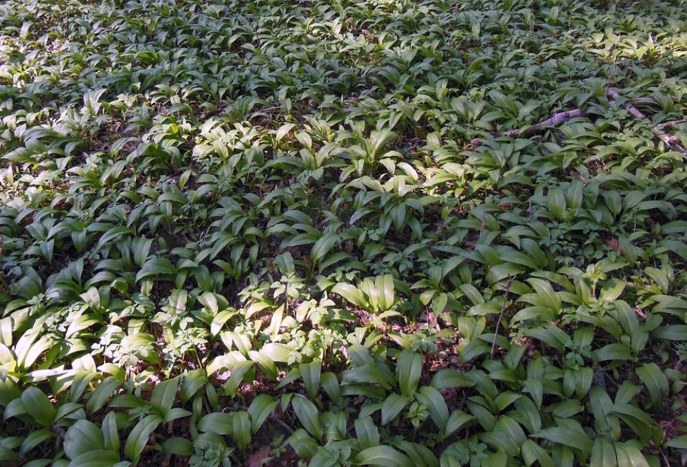 Bear'S Garlic Forest Wood Garlic Vegetable Plant Bear'S Garlic Forest Wood Garlic Vegetable Plant