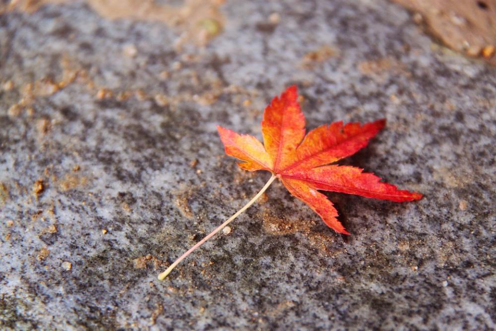 Beautiful Autumn Leaf Colorful Maple Leaf Autumn Beautiful Autumn Leaf Colorful Maple Leaf Autumn