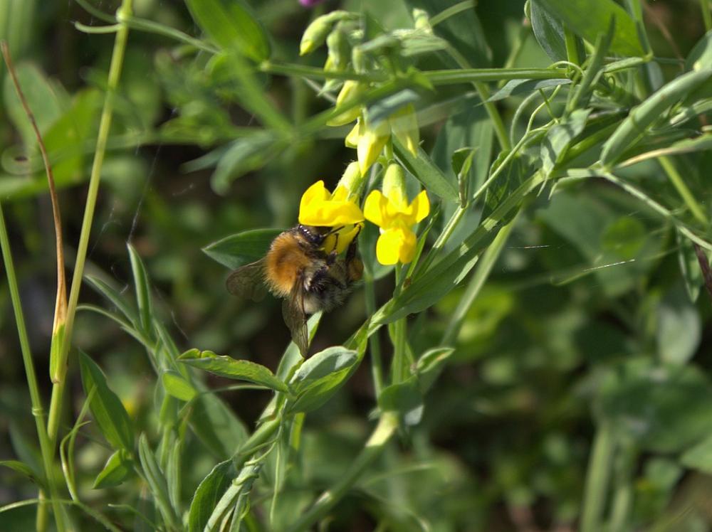Bee Flower Insect Honey Flowers Animals Wildlife Bee Flower Insect Honey Flowers Animals Wildlife