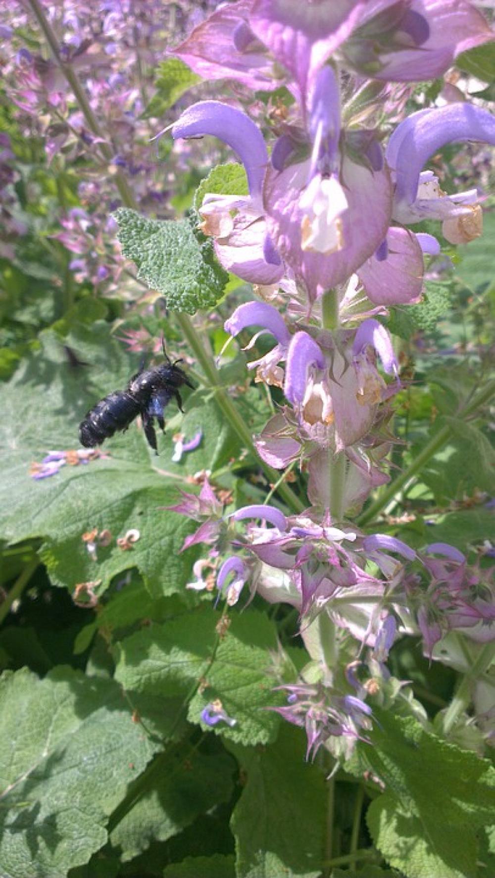 Bee Carpenter Bee Insect Flower Blossom Bloom Bee Carpenter Bee Insect Flower Blossom Bloom