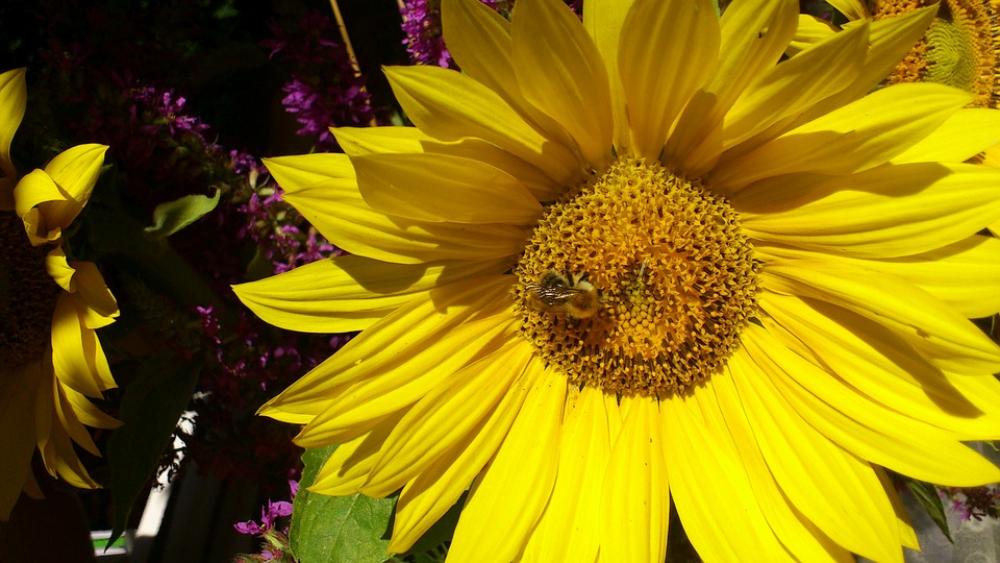 Bee Pollination Insect Sunflower Close Up Blossom Bee Pollination Insect Sunflower Close Up Blossom