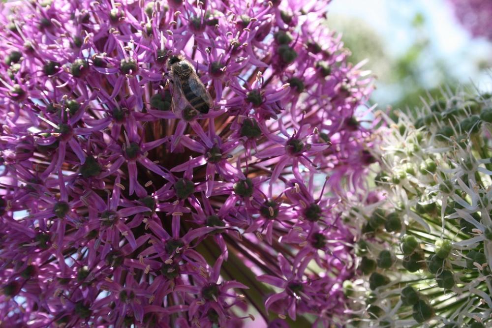 Bee Blossom Bloom Onion Flowers Purple Flower Bee Blossom Bloom Onion Flowers Purple Flower