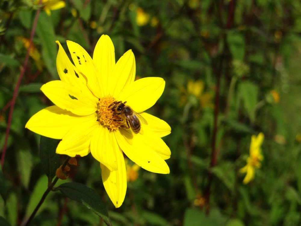 Bee Insect Blossom Bloom Yellow Pollen Nature Bee Insect Blossom Bloom Yellow Pollen Nature