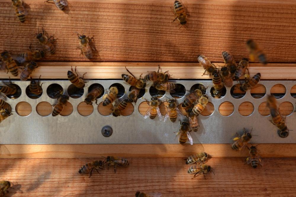 Bee Buckfast Honey Pollen Hive Fly Insects Bee Buckfast Honey Pollen Hive Fly Insects