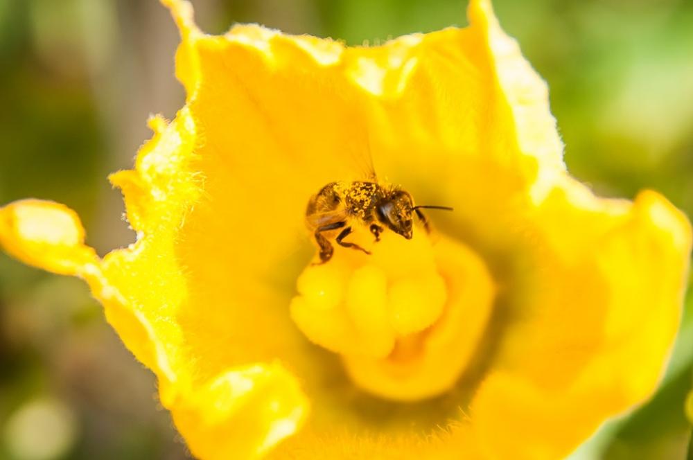 Bee Yellow Pollen Close Up Pollination Nature Bee Yellow Pollen Close Up Pollination Nature