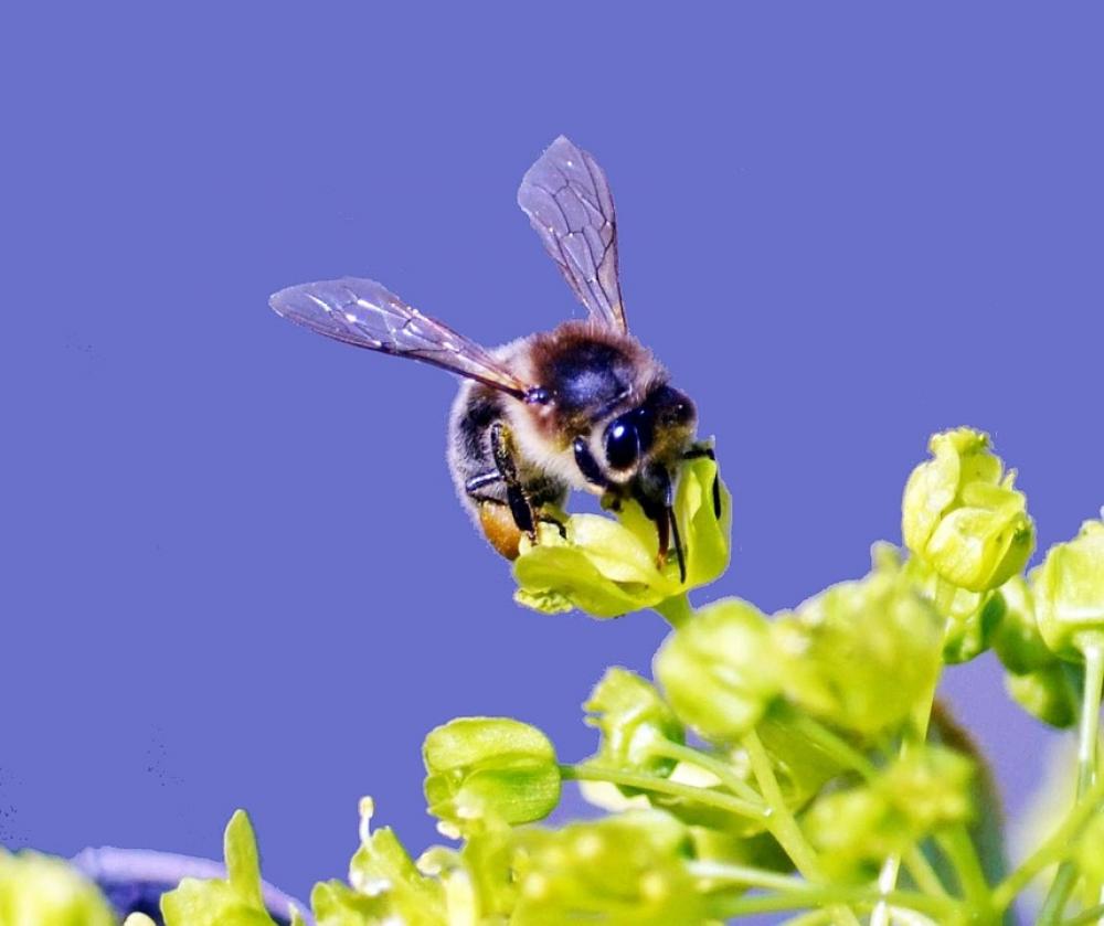 Bee Insect Close Up Bee Insect Close Up