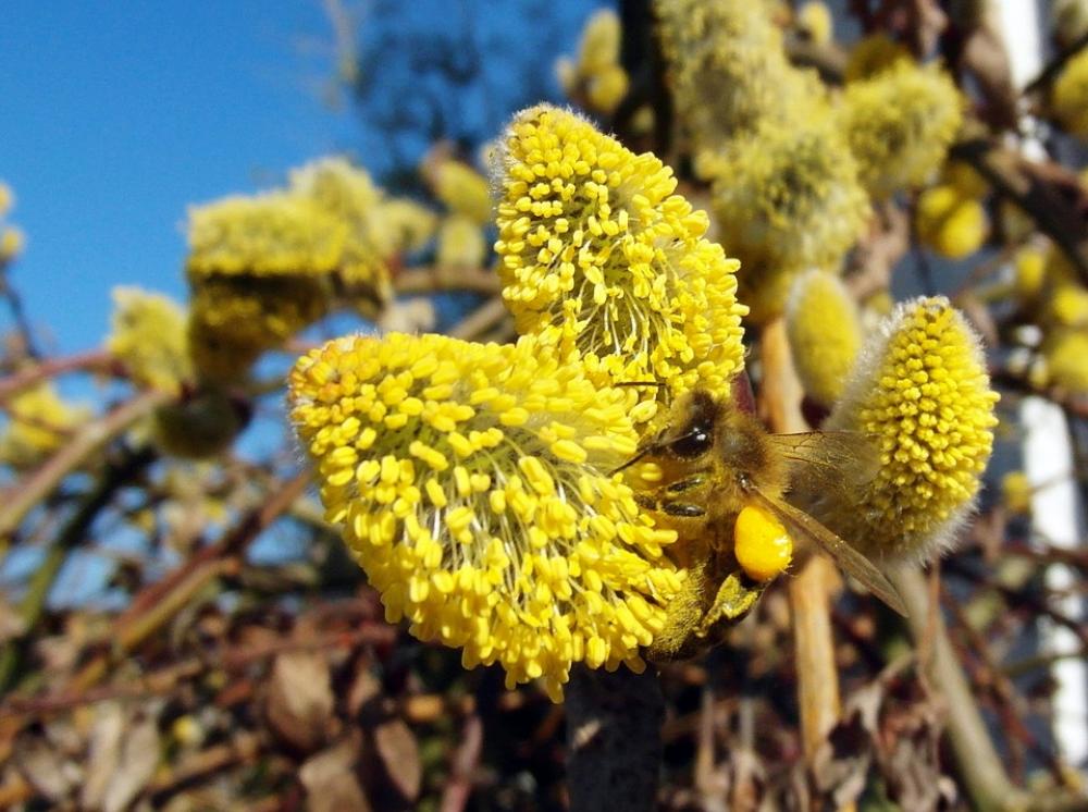 Bee March Pasture Honey Bee Work Collect Honey Bee March Pasture Honey Bee Work Collect Honey