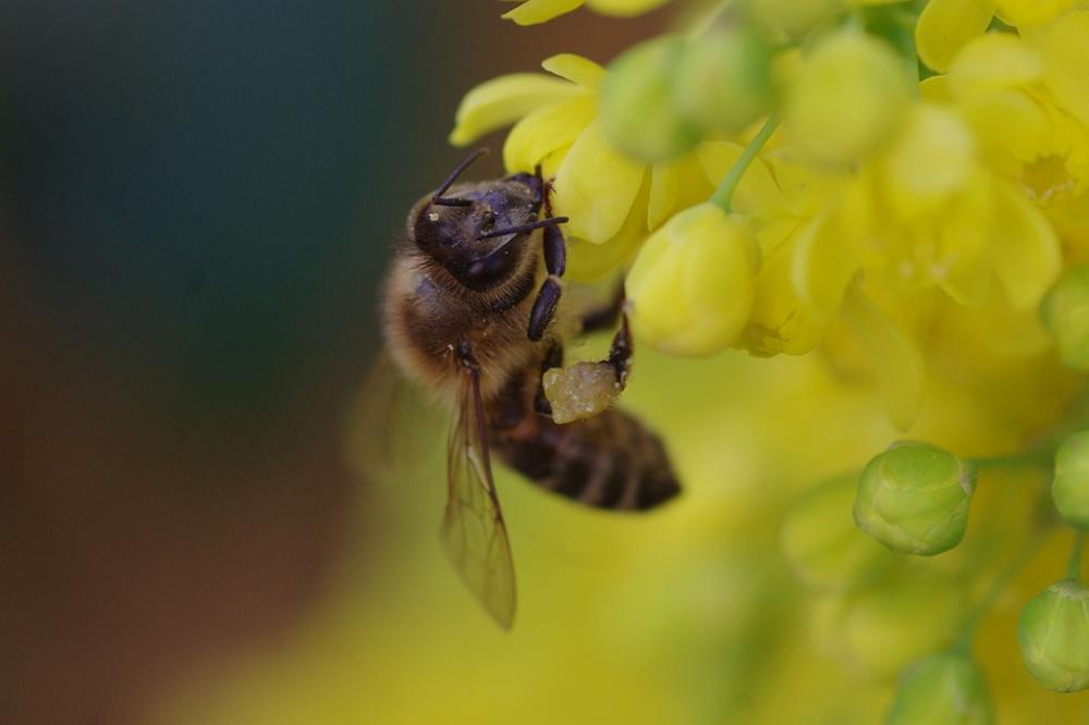Bee Blossom Bloom Yellow Spring Close Up Flowers Bee Blossom Bloom Yellow Spring Close Up Flowers