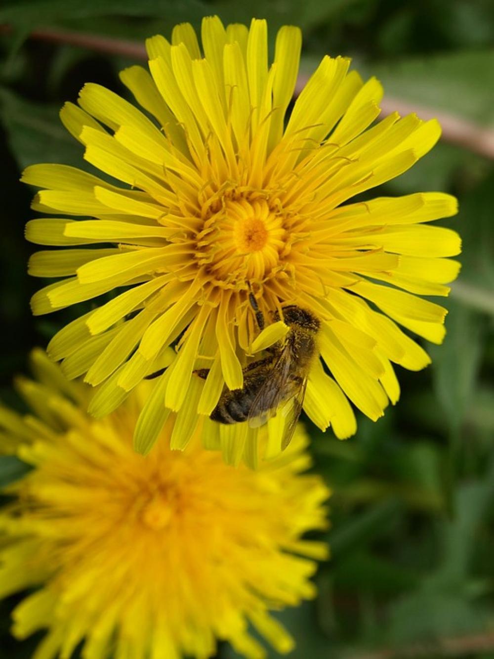Bee Pollen Nectar Yellow Blossom Bloom Bee Pollen Nectar Yellow Blossom Bloom
