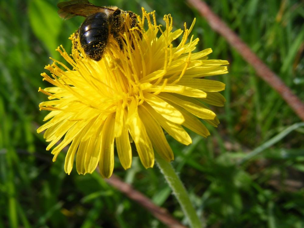 Bee Dandelion Spring Bee Dandelion Spring