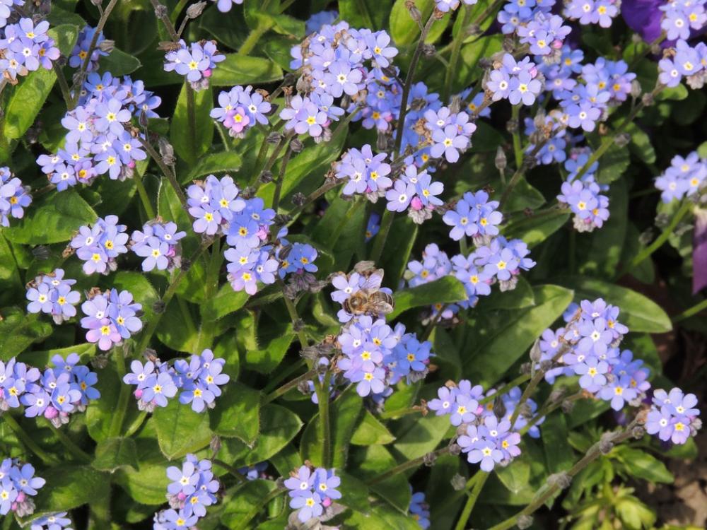 Bee Forget Me Not Blossom Bloom Plant Macro Bee Forget Me Not Blossom Bloom Plant Macro