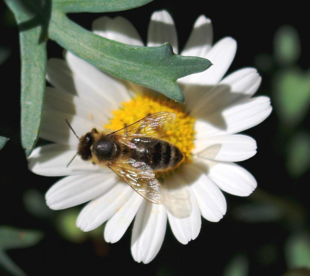 Bee Blossom Bloom Pollen Nectar Margarithe Bee Blossom Bloom Pollen Nectar Margarithe